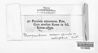 Phragmidium mucronatum image